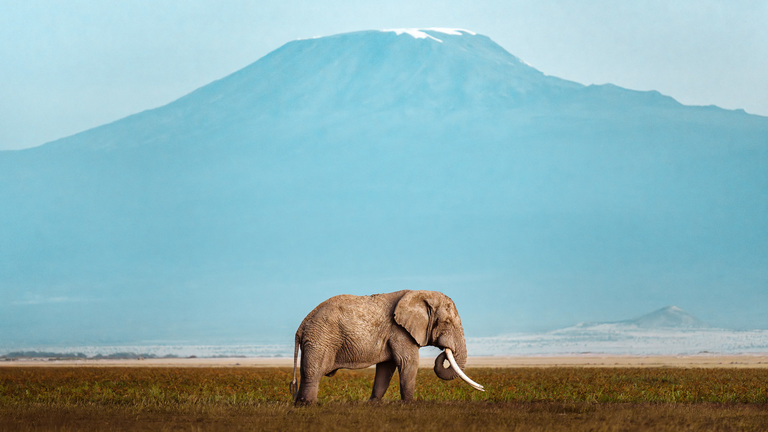 Elephant on the Amboseli plains with Mount Kilimanjaro in the background